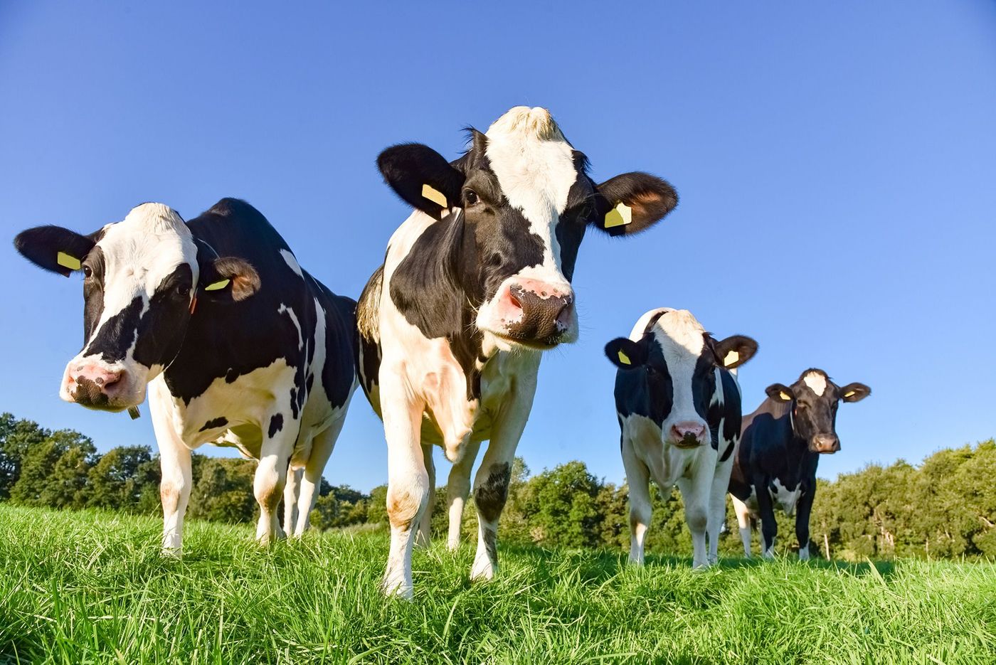 Pays-Bas Vaches Holstein-Friesan