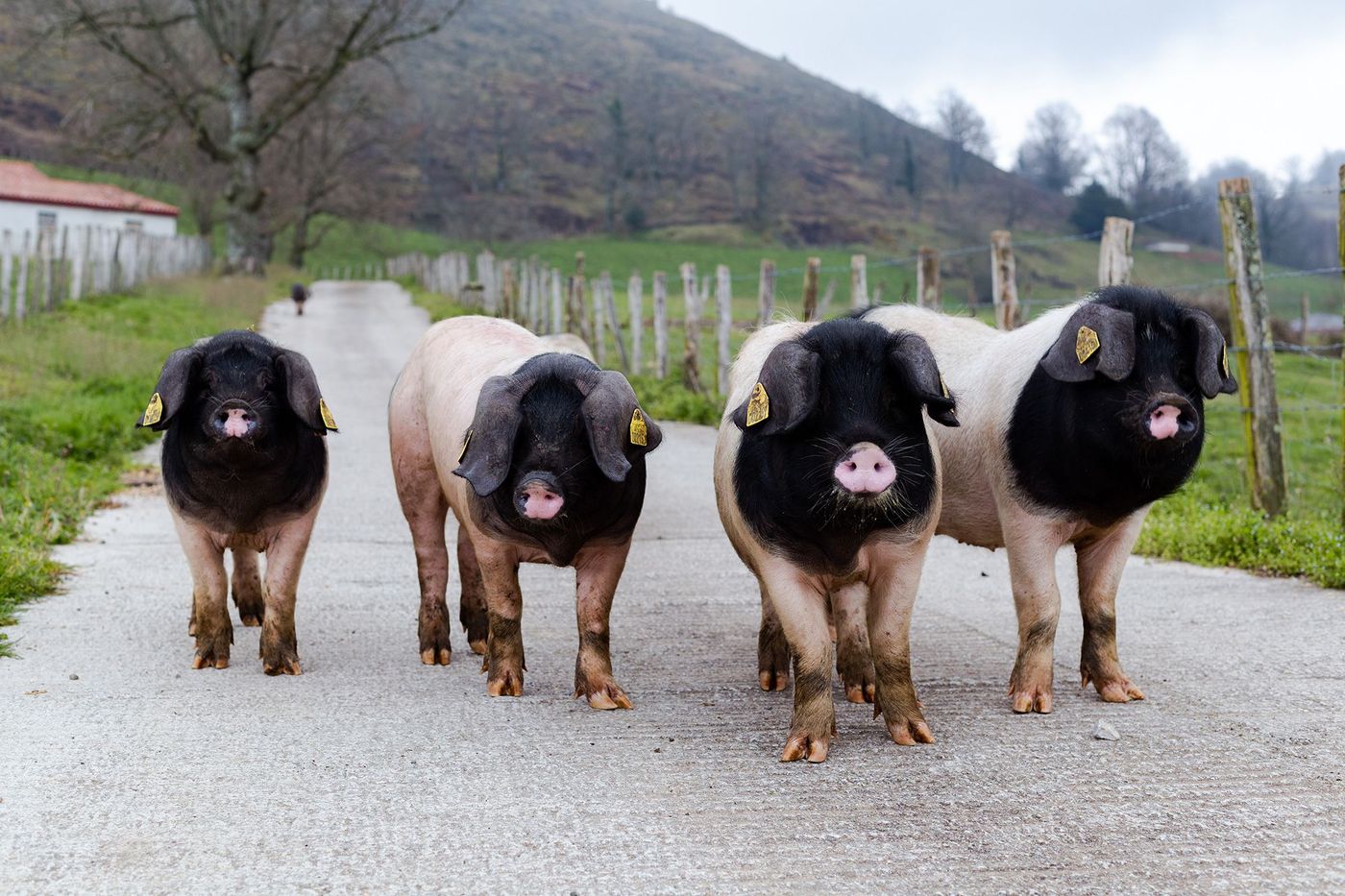 Pays Basque Cochon Pie Noir