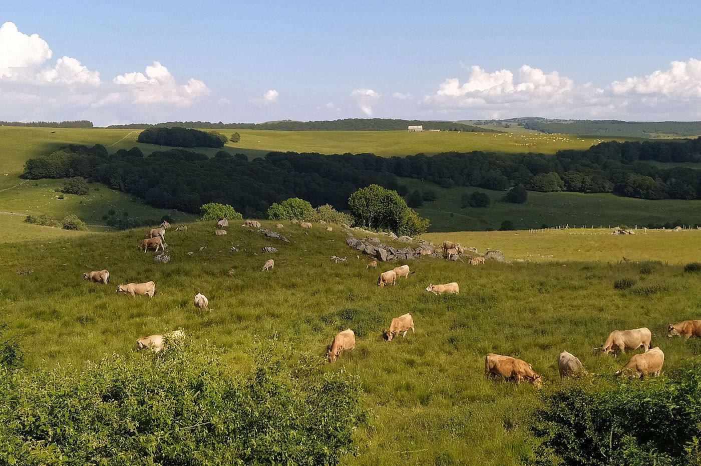 Paysage de l'Aubrac