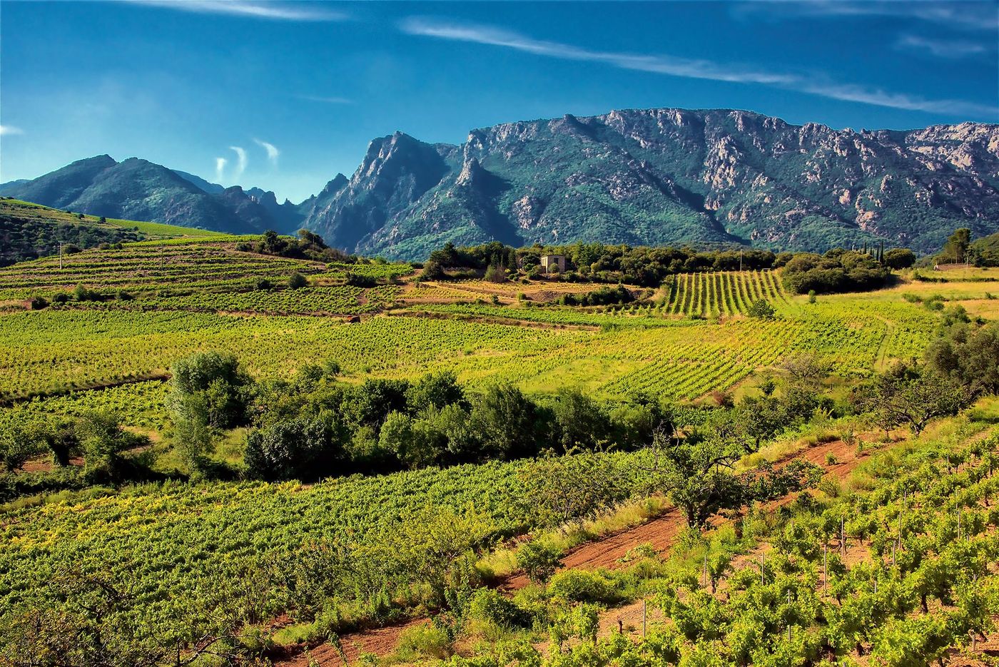 Région viticole Saint-Chinian