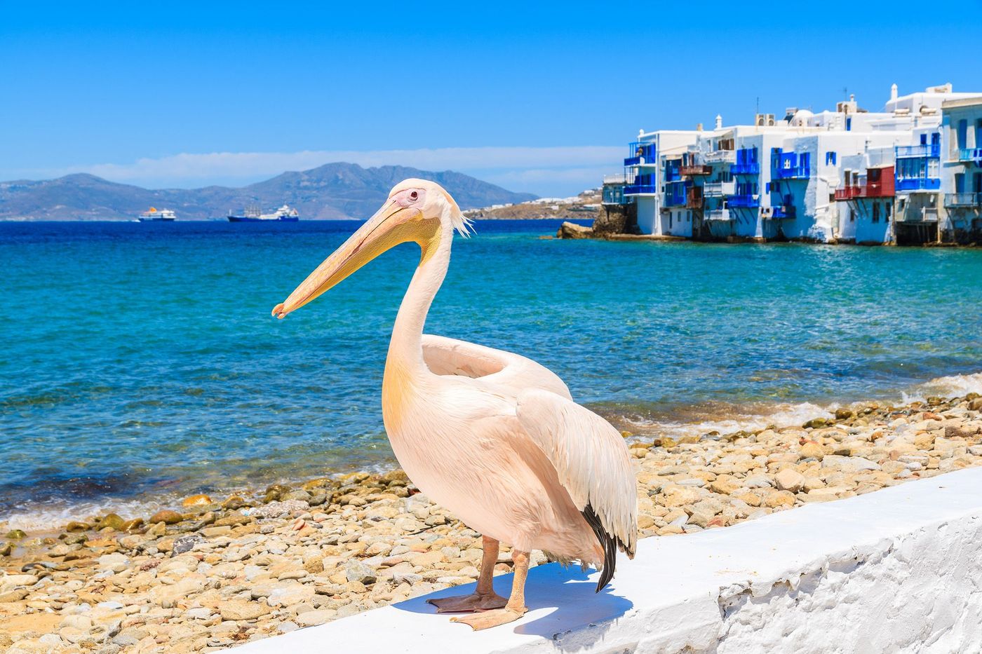 Pelican Mykonos Cyclades