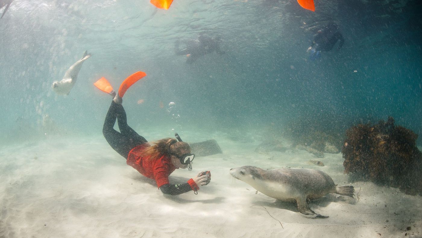 Baignade avec les otaries - lion de mer, Péninsule d'Eyre, Australie du Sud