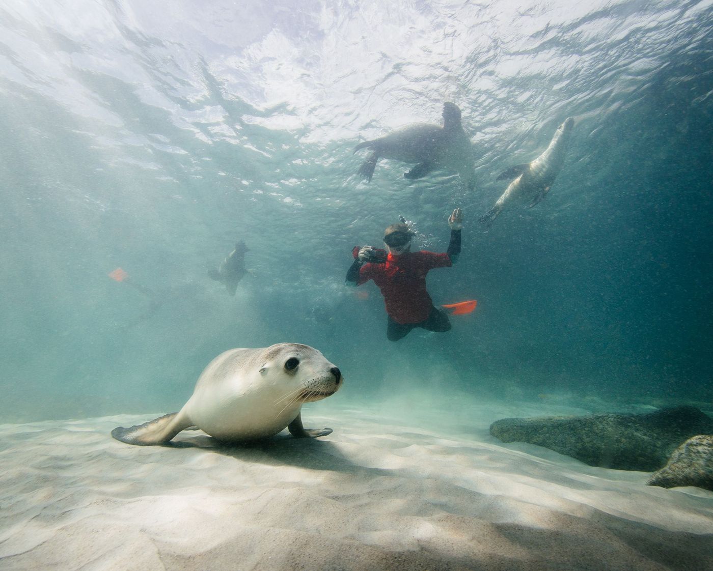 Otaries-lion de mer, Péninsule d'Eyre, Australie du Sud