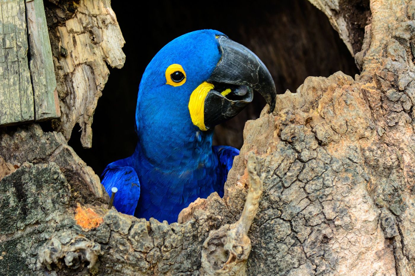 Perroquet Pantanal Brésil