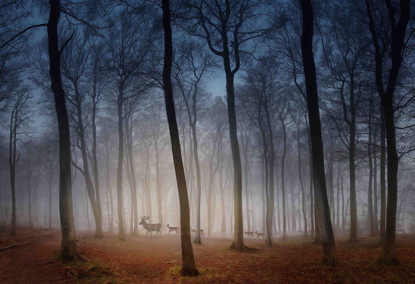 'Deer in Dawn Mist', Hertfordshire