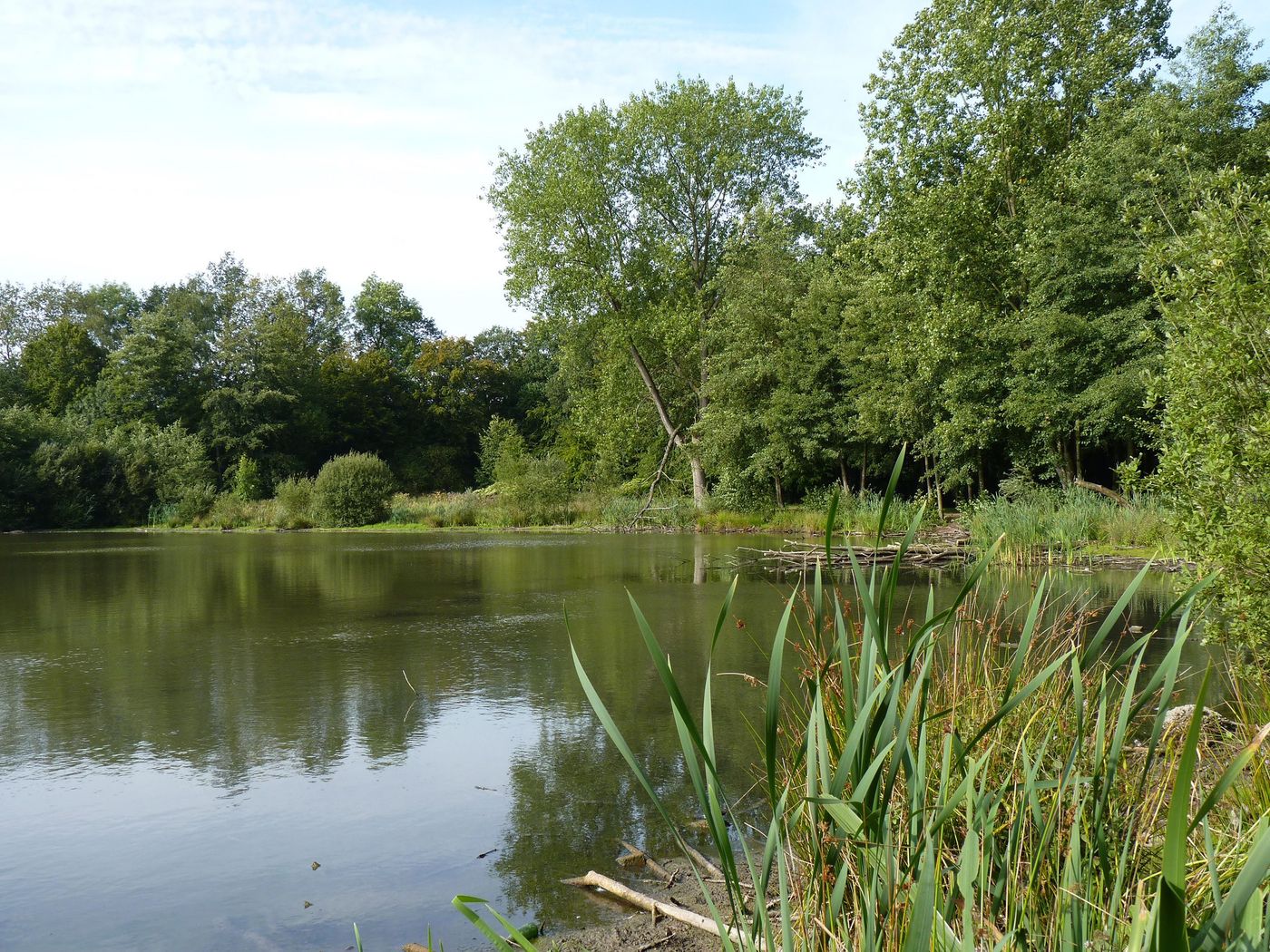 France Forêt de Phalempin