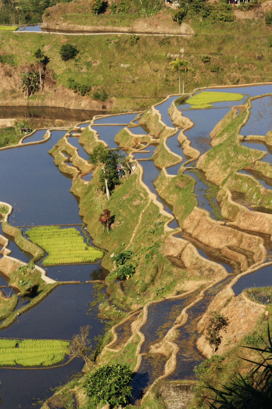 Rizières à Batad aux Philippines.