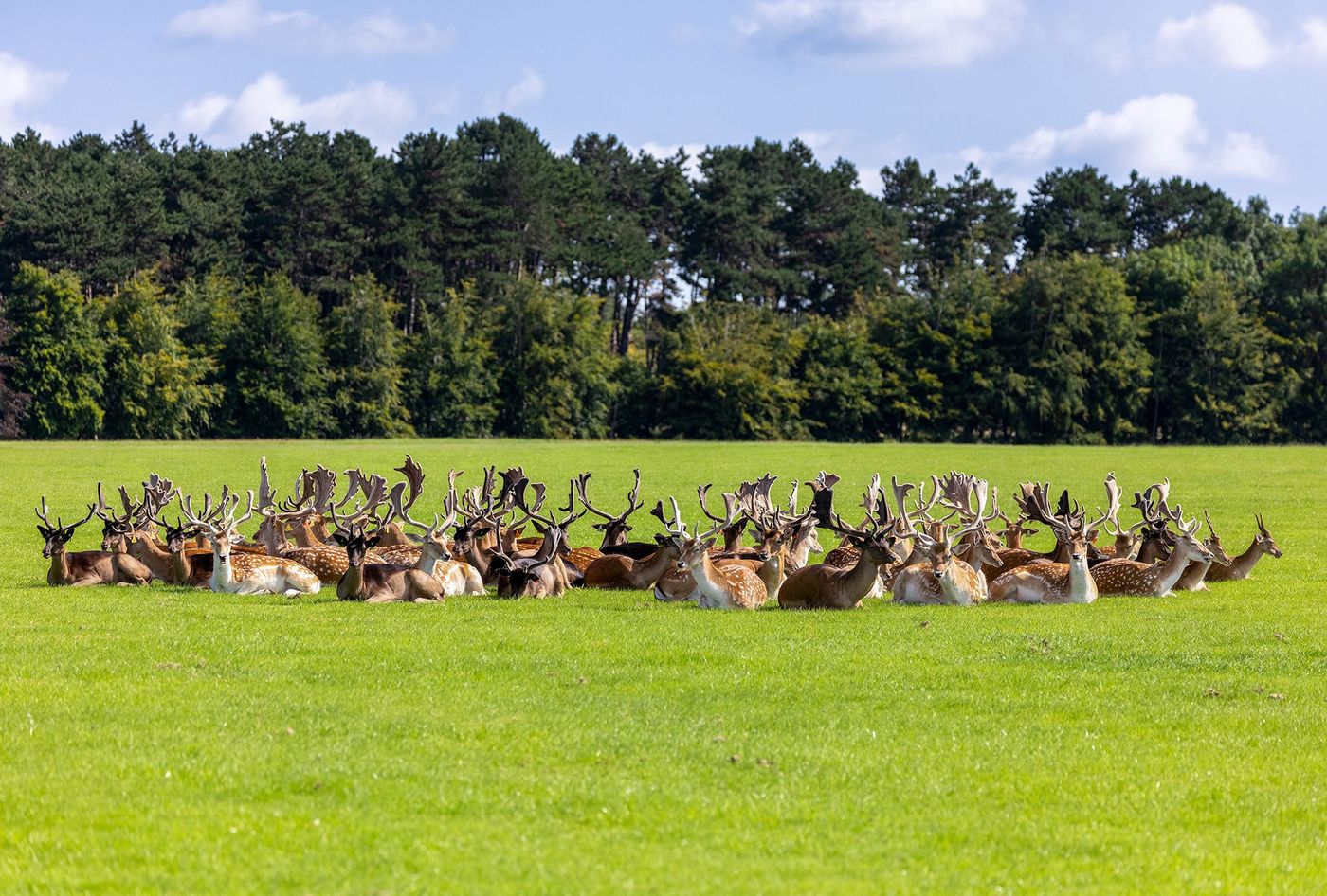 Phoenix Park