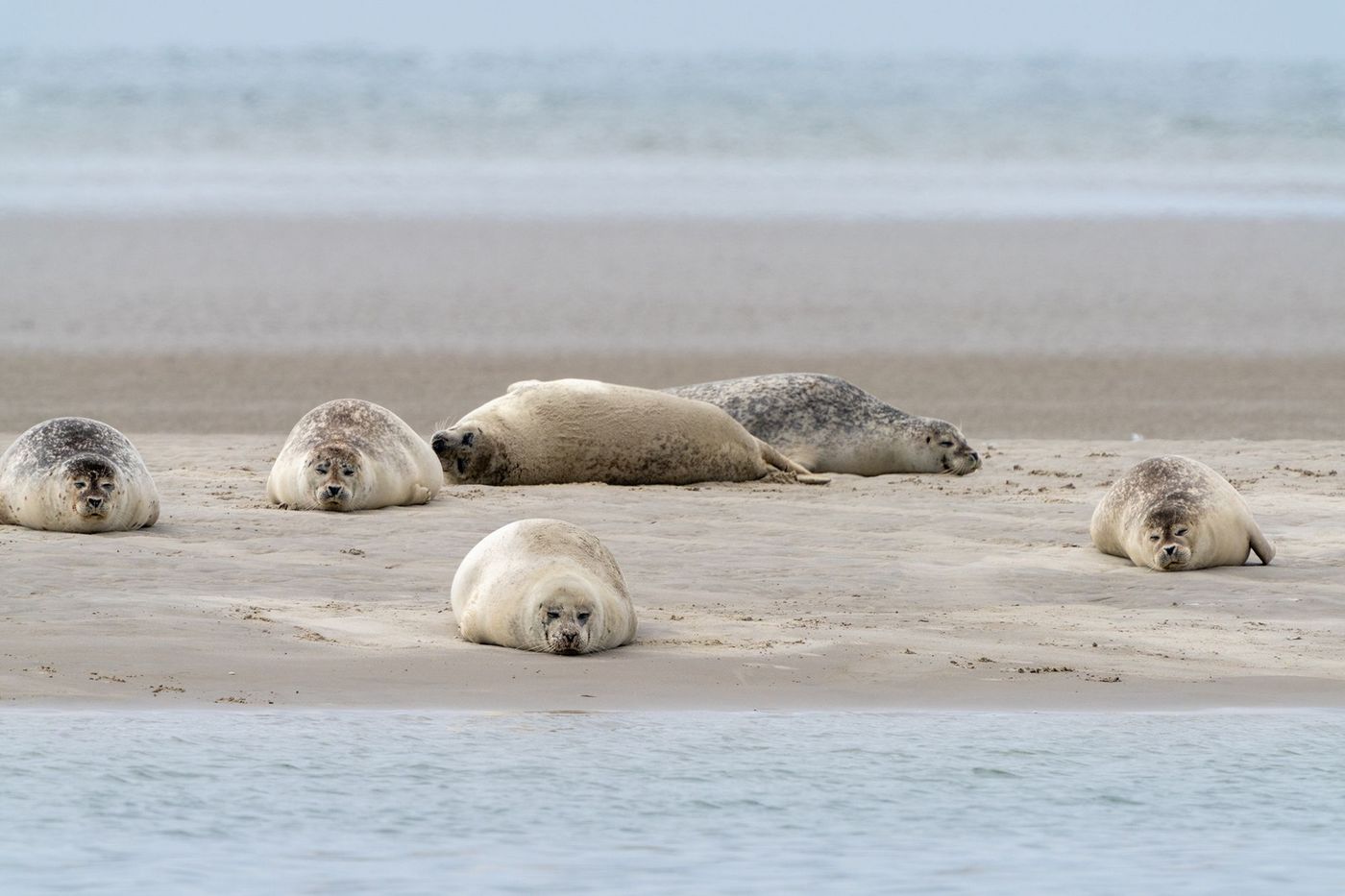 Phoques de Fanø