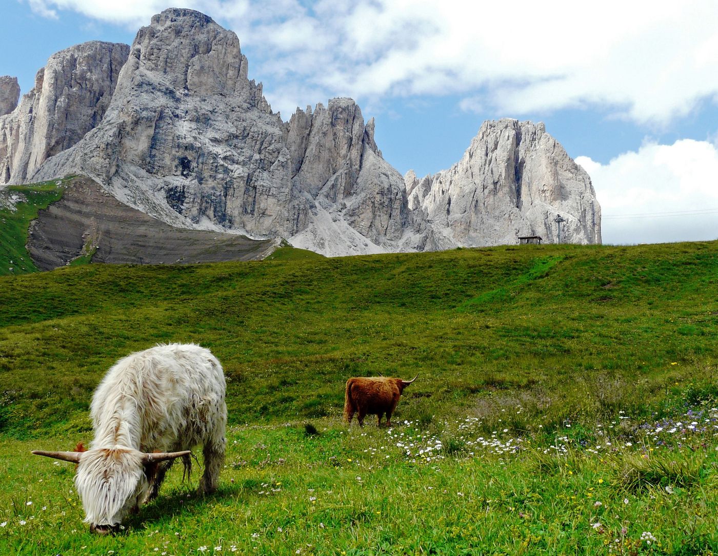 Yaks, sur le plancher des Dolomites