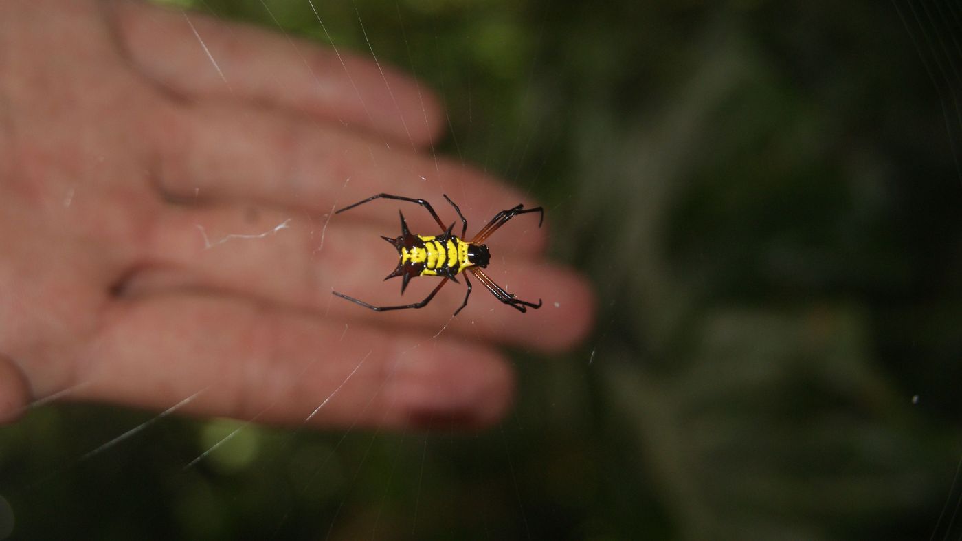 Araignée équatorienne