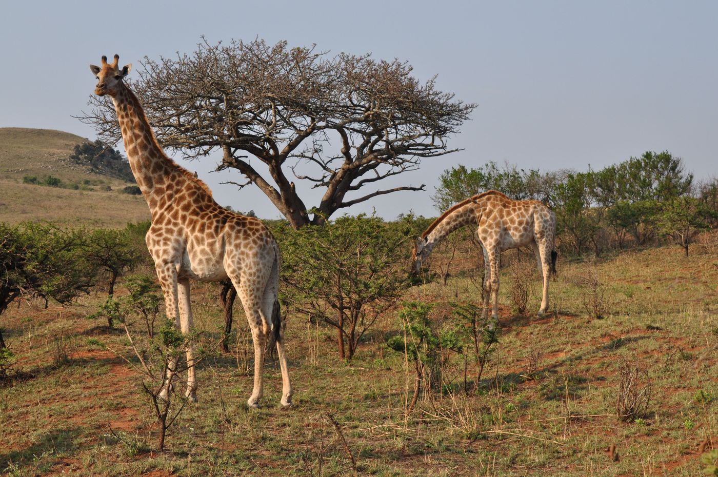 Parc national Kruger et réserves privées
