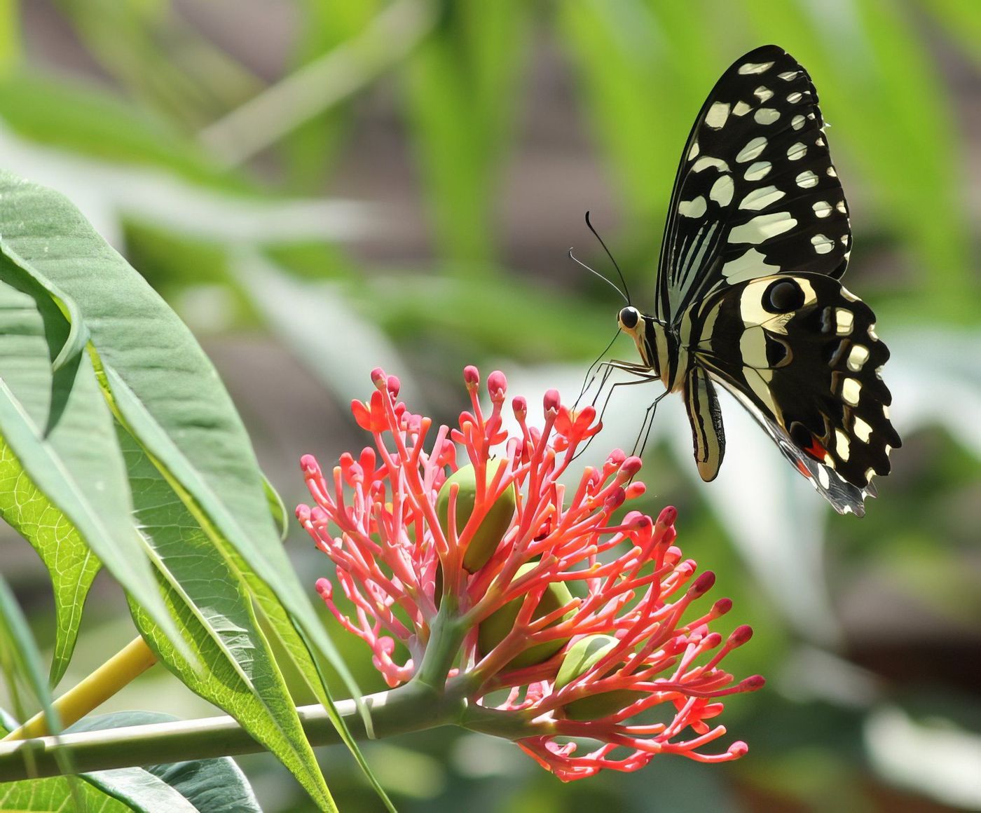Papillon de Côte d'Ivoire