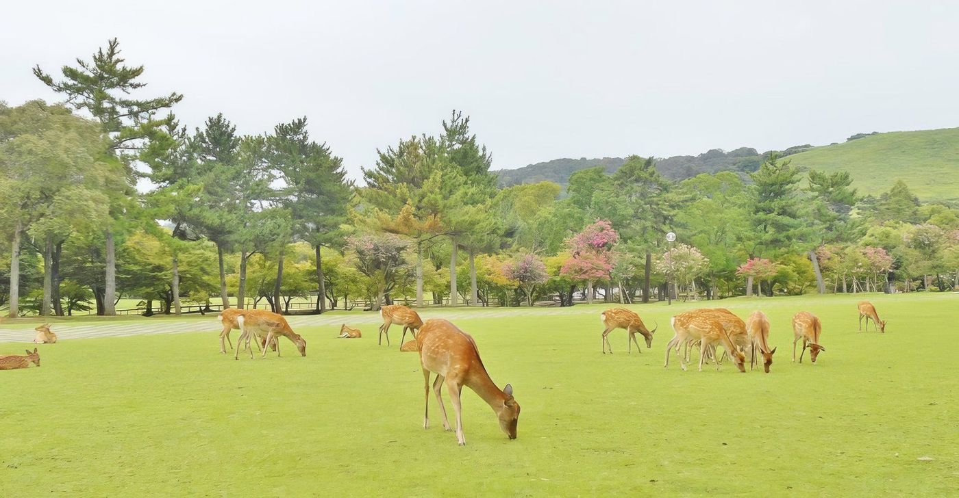 Cerfs et biche à Nara