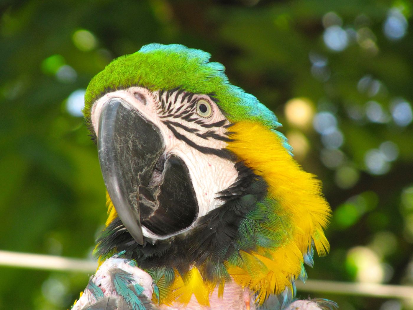 Le perroquet du parc National de San Gil