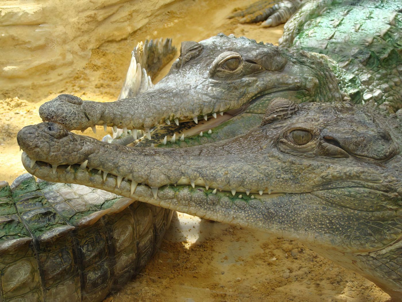 Crocodiles gavial à la ferme aux crocodiles