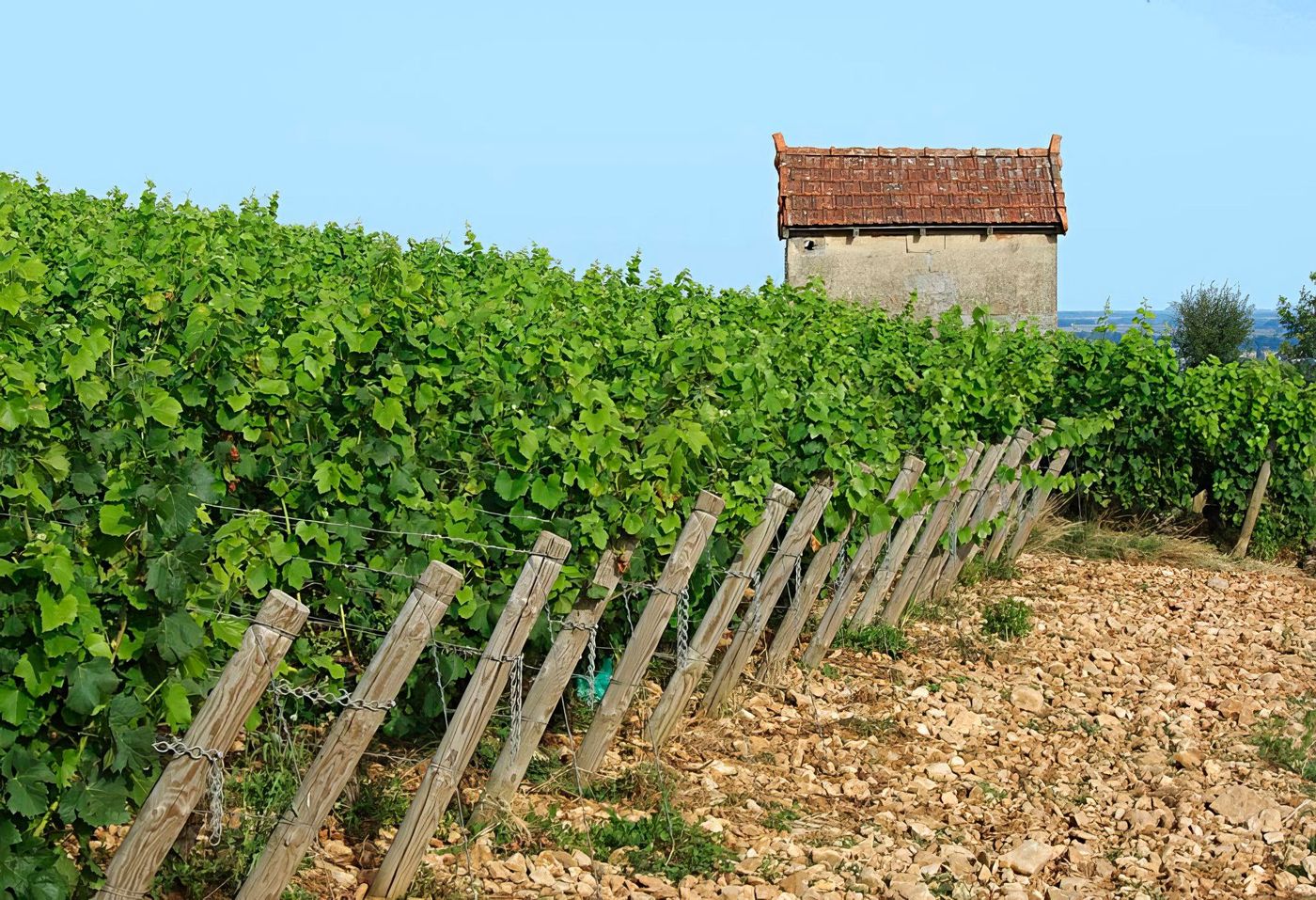 Les vignes autour de Meursault