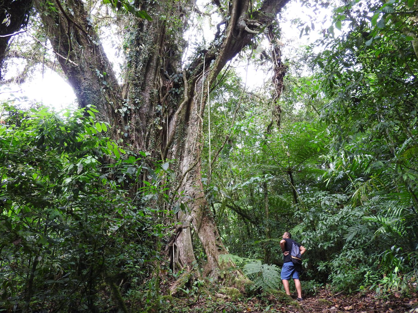 Matagalpa - Balade dans la Selva Negra
