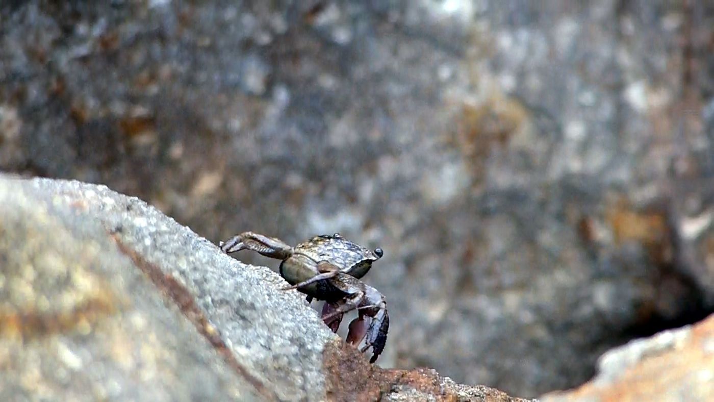 Petit crabe sur les rochers