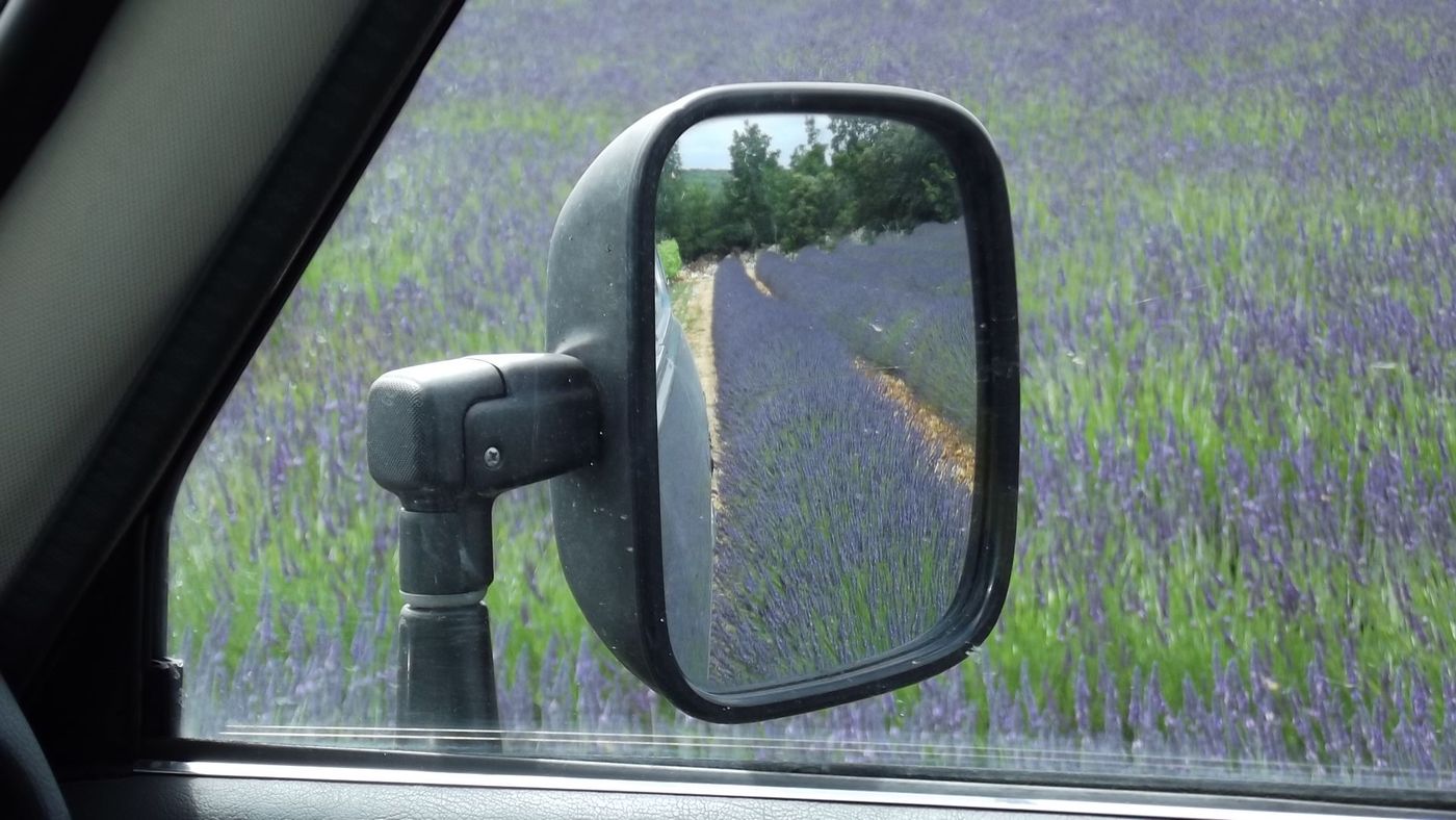 Lavande en fleurs