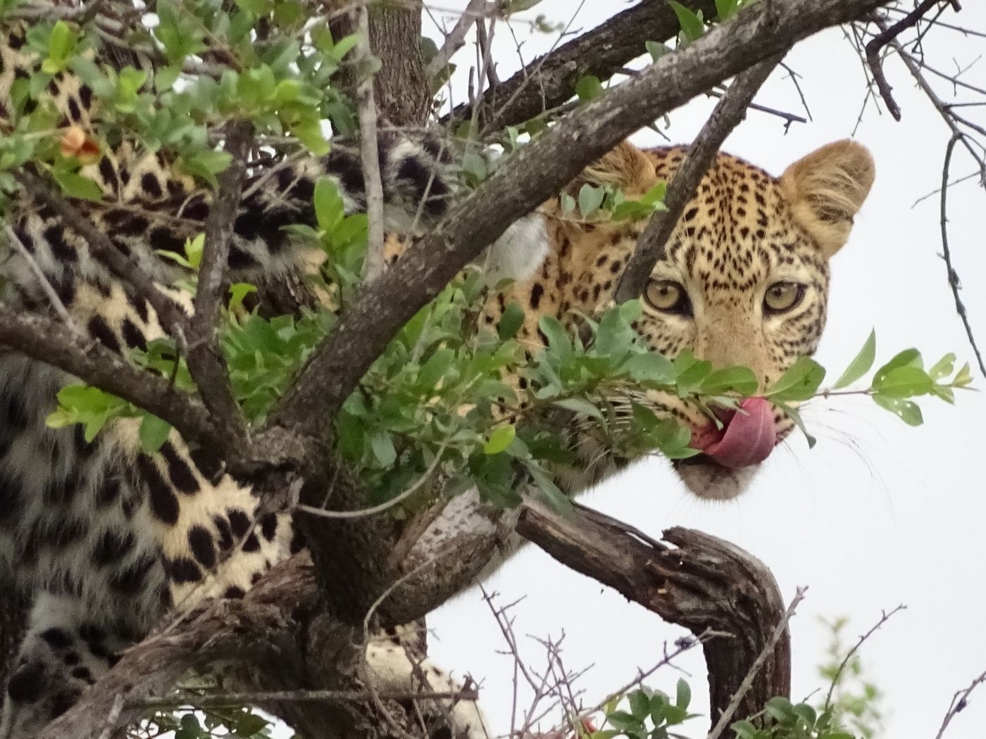 Léopard dégustant un impala