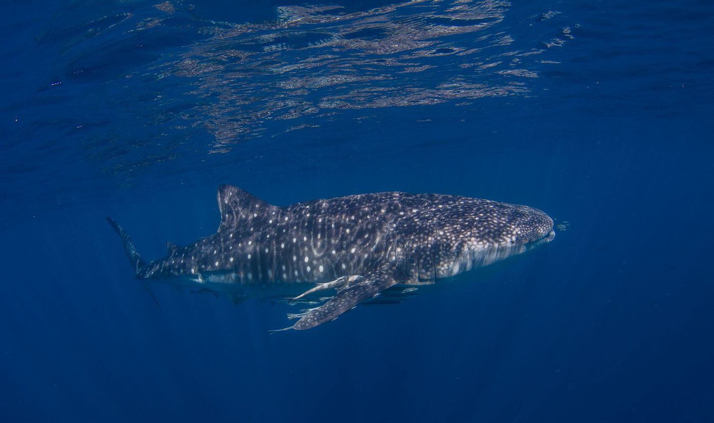 Madame Requin Baleine