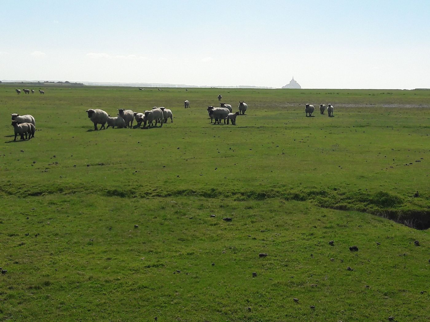 Moutons des prés salés