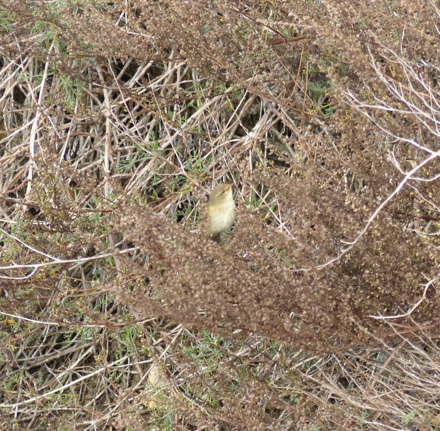 Minuscule oiseau des buissons à Pyla-sur-Mer