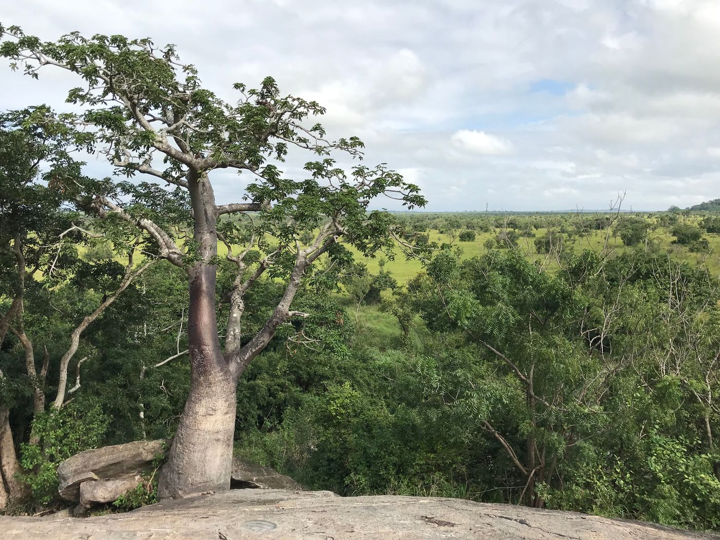 Baobab sur une des collines de Shai Hills Reserve