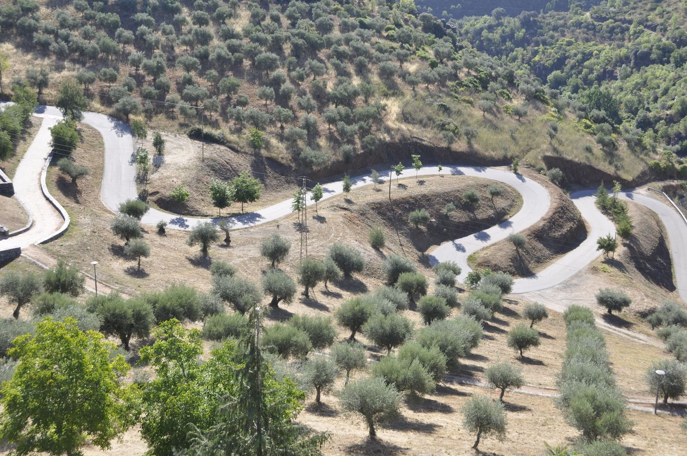 Au milieu des plantations d'oliviers