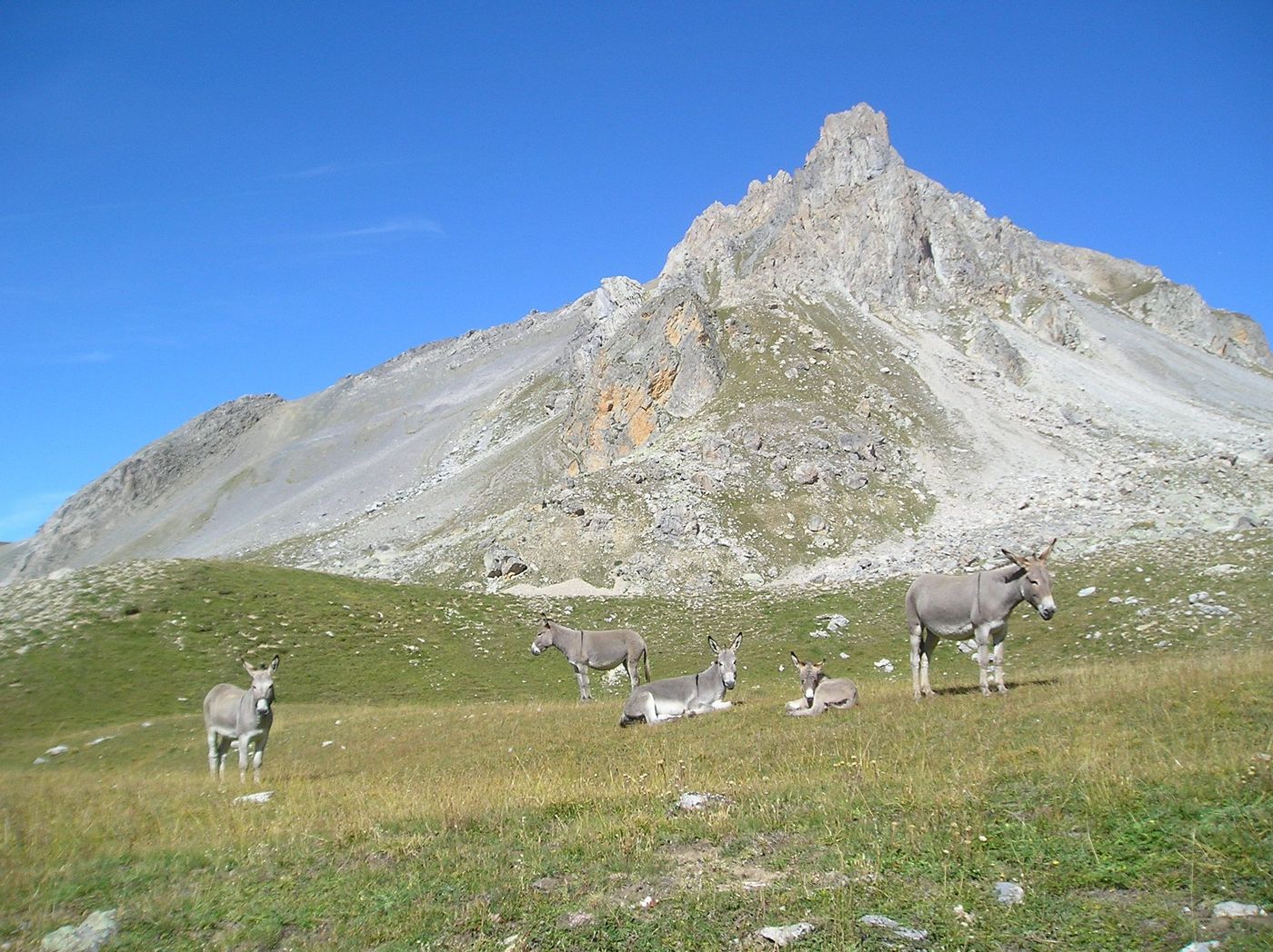 Les ânes du col de Larche