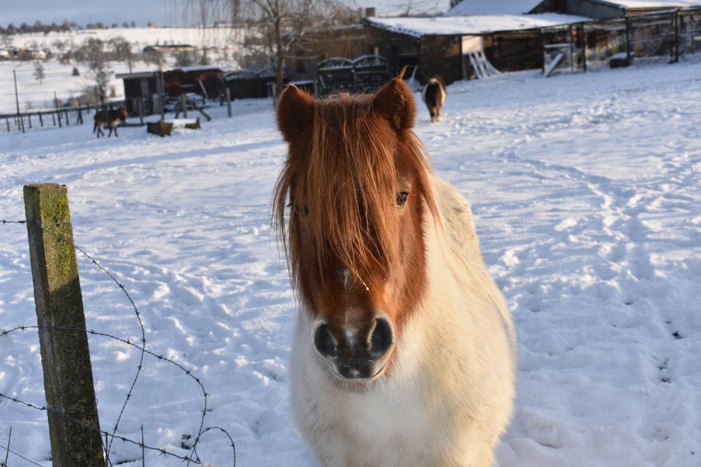 Un poney dans la neige à Battice