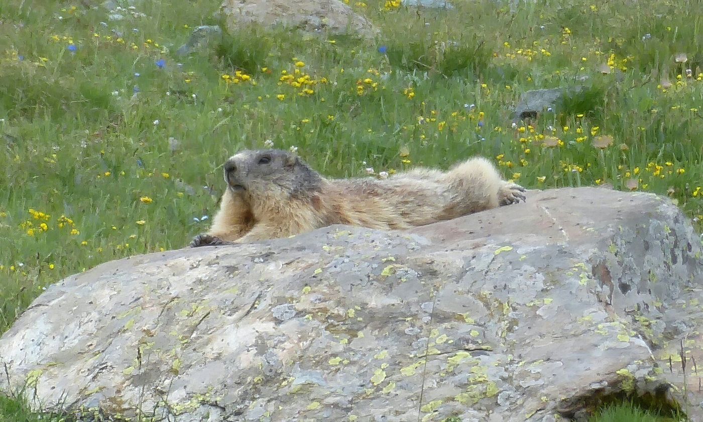 Marmotte de Saint Veran