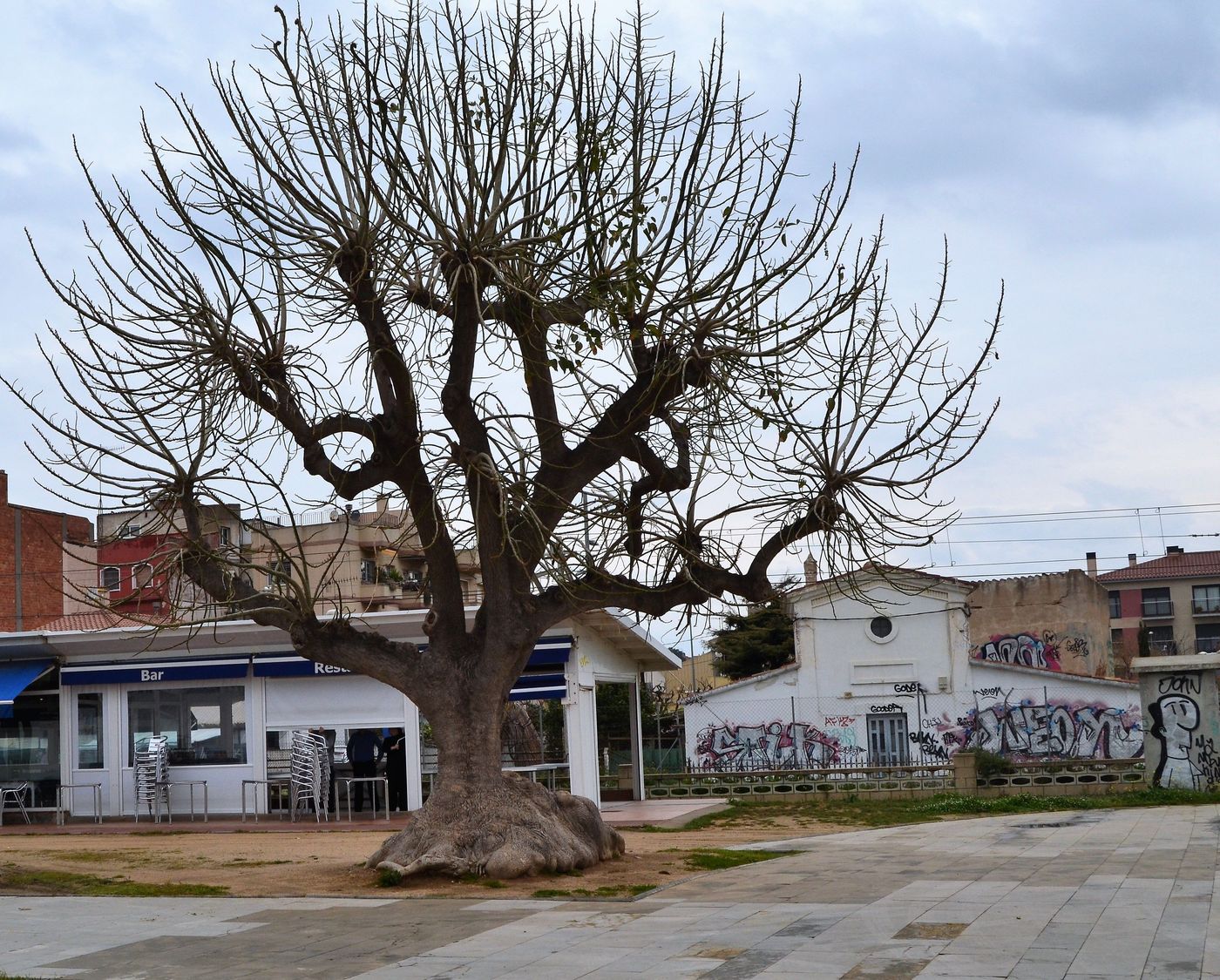 Majestueux arbre de Santa Susanna