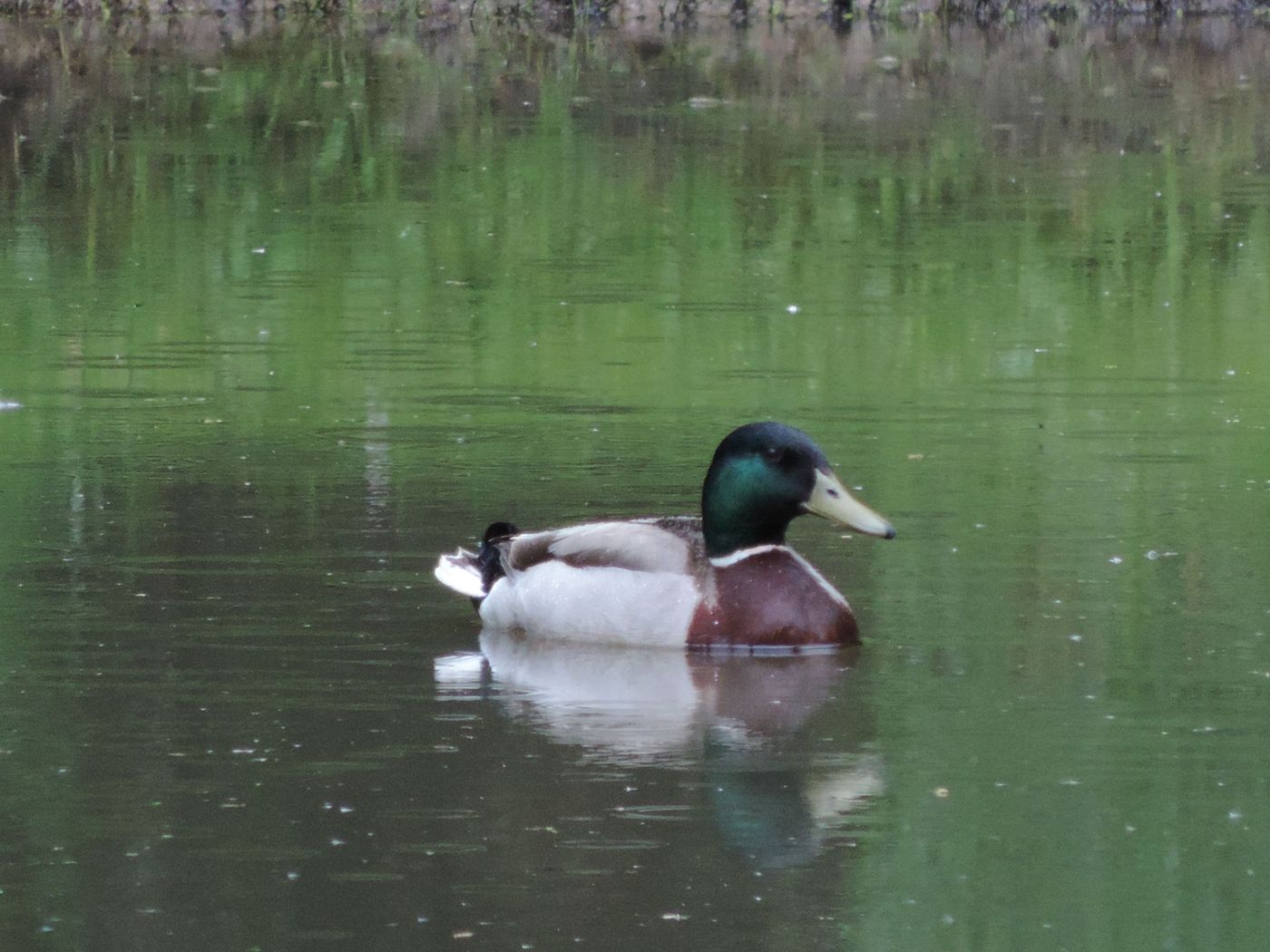 Un visiteur sur le petit étang