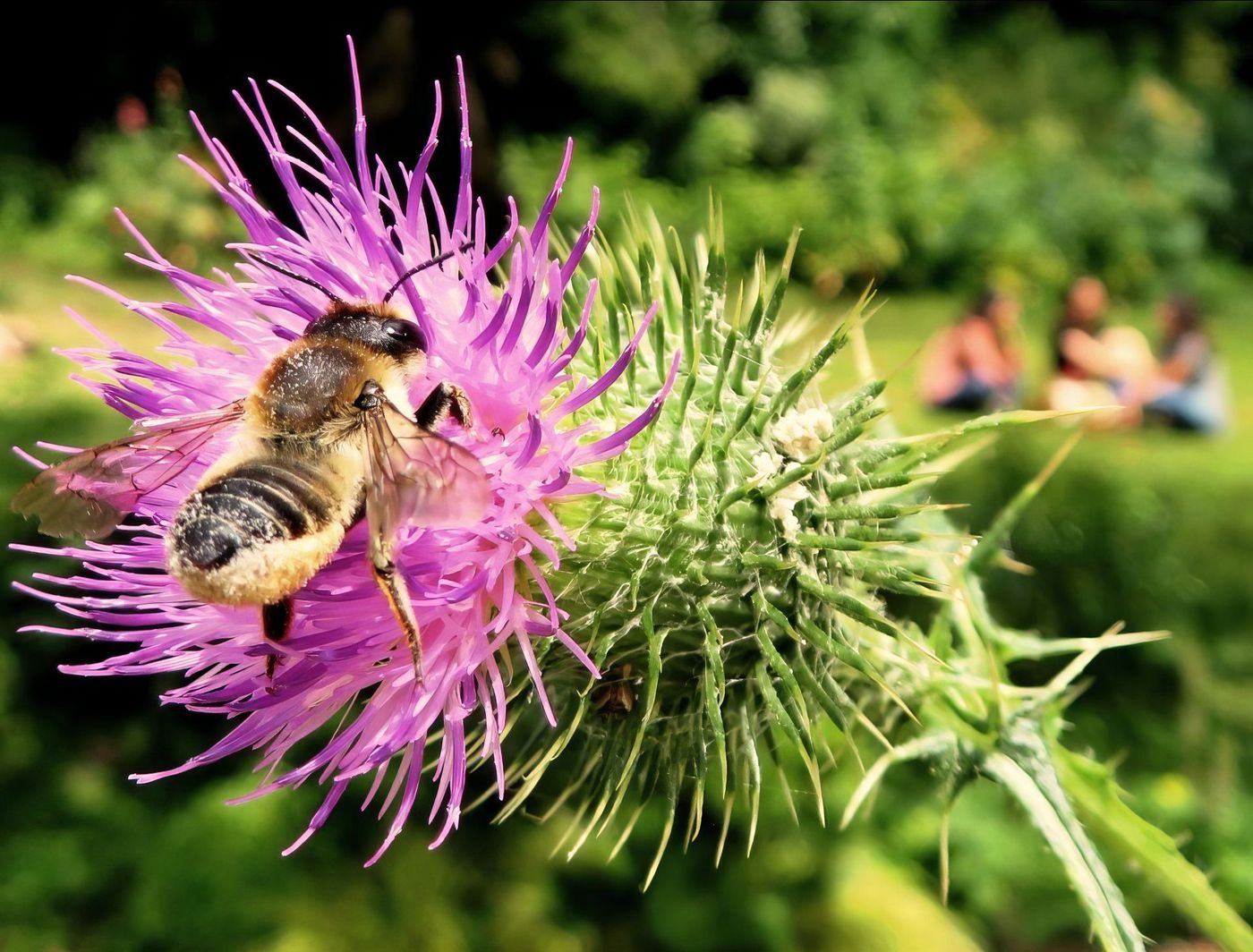 L'abeille du square des Batignolles