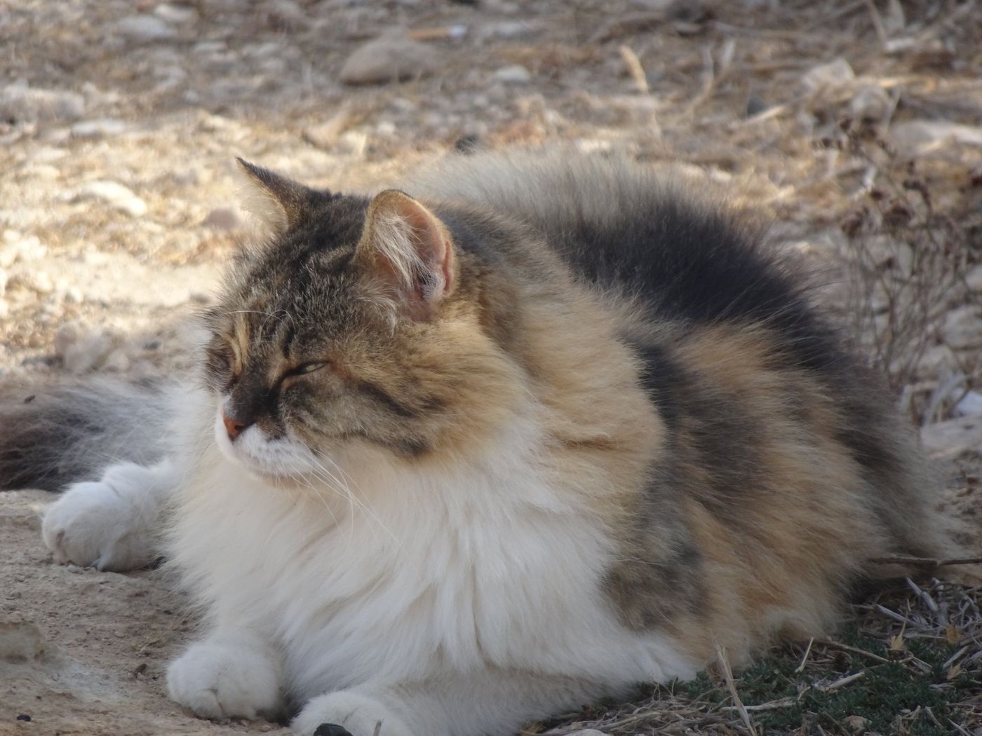 Magnifique chat chypriote