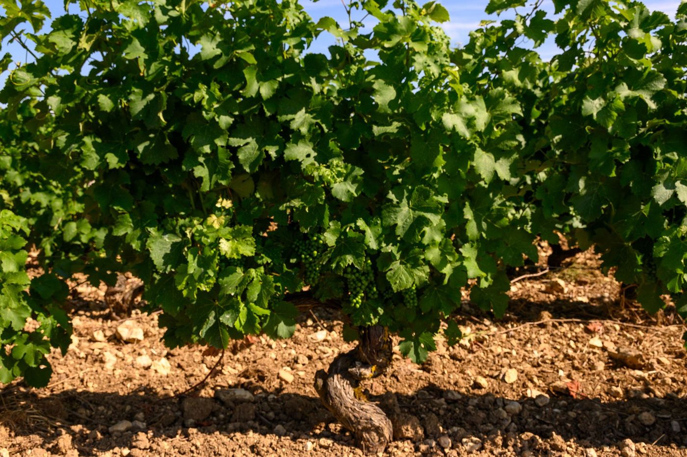 Pied de vigne et sol des vins de Sancerre
