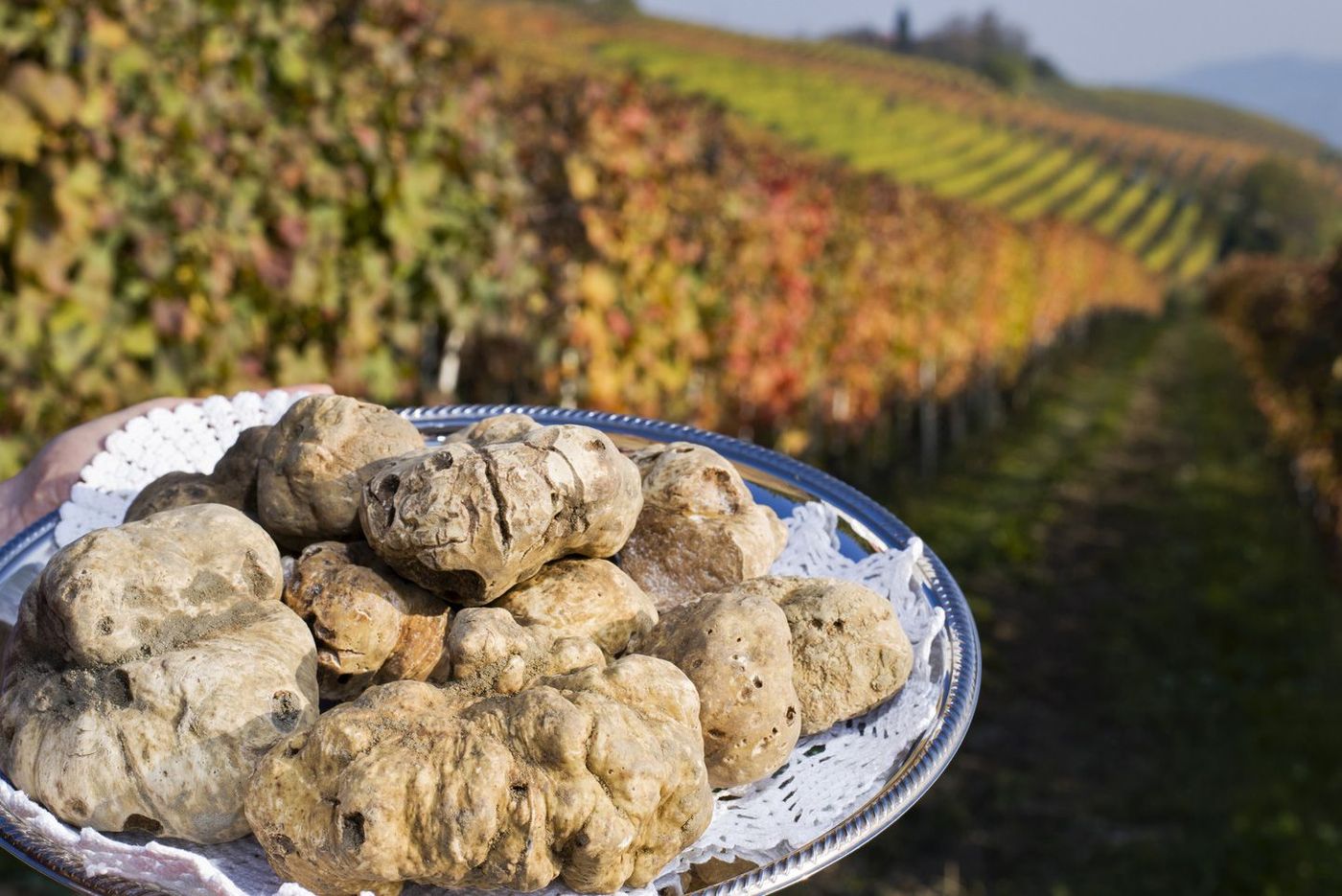 Italie Piemont Truffe blanche