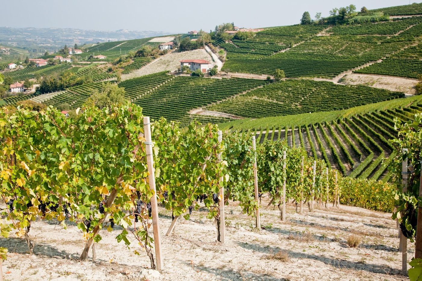 Italie Piémont Vignes