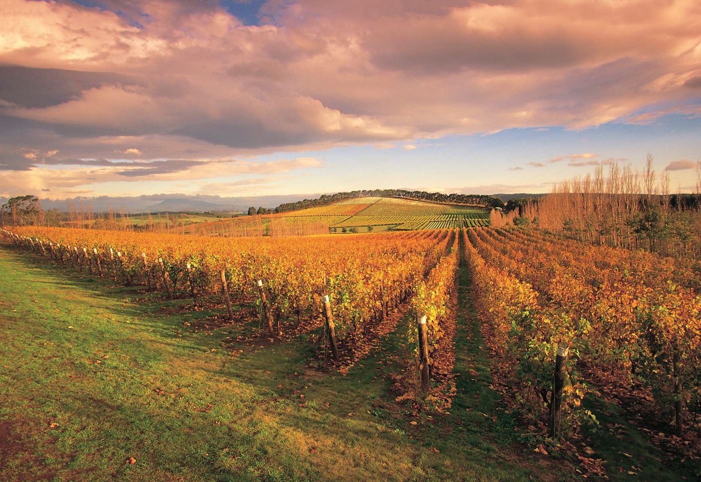 Pipers Brook Vineyard