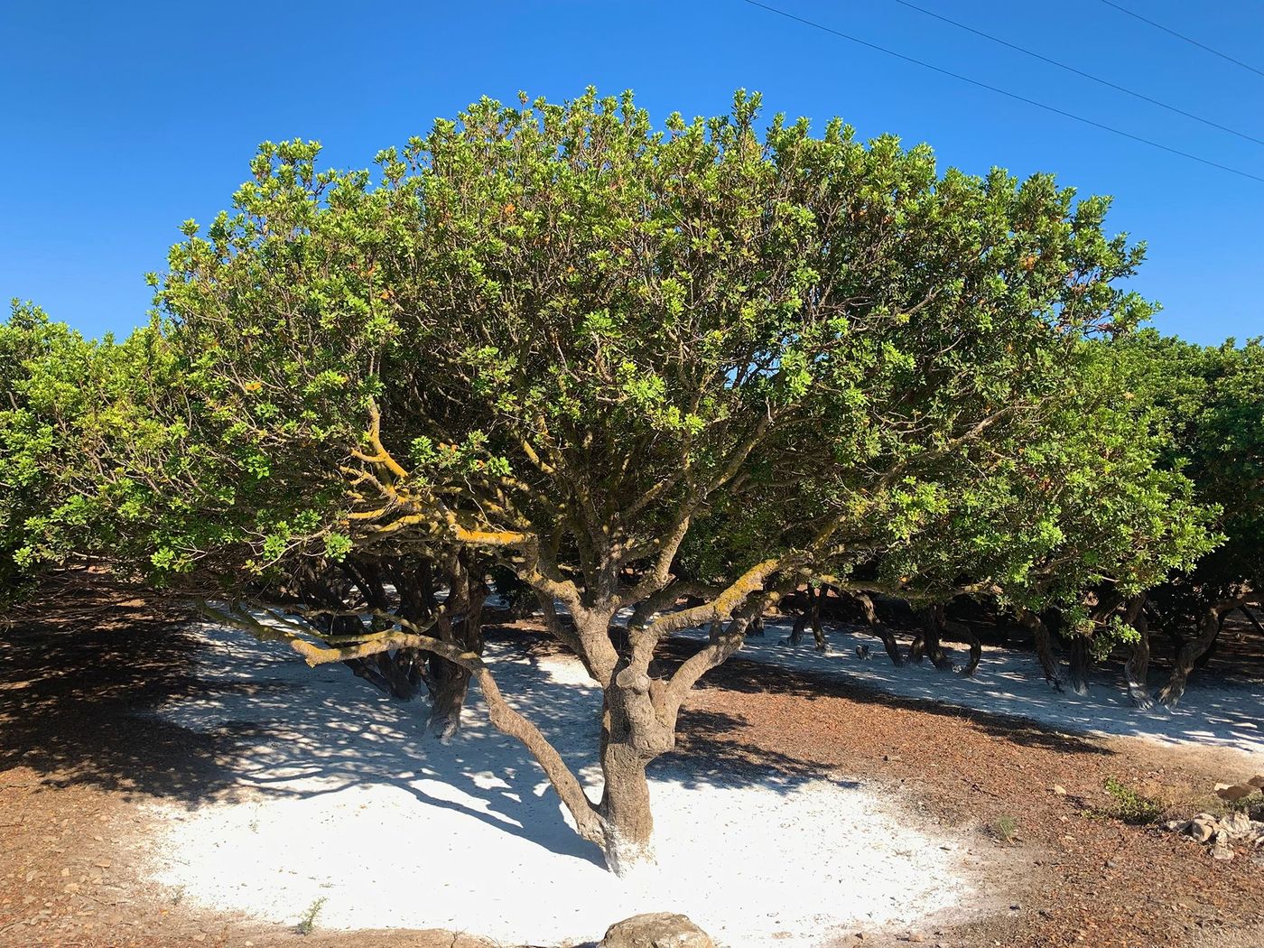 Pistachier lentisque