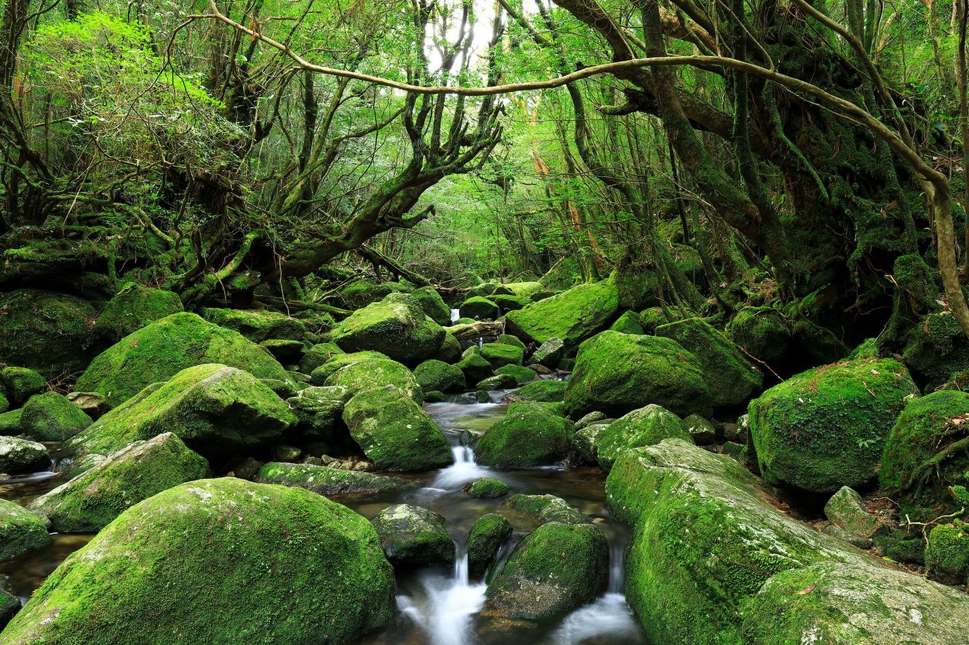 La forêt de Yakushima