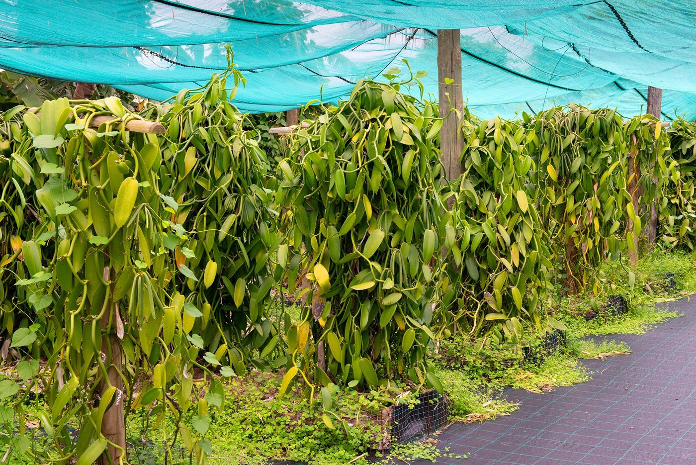 Plantation de vanille