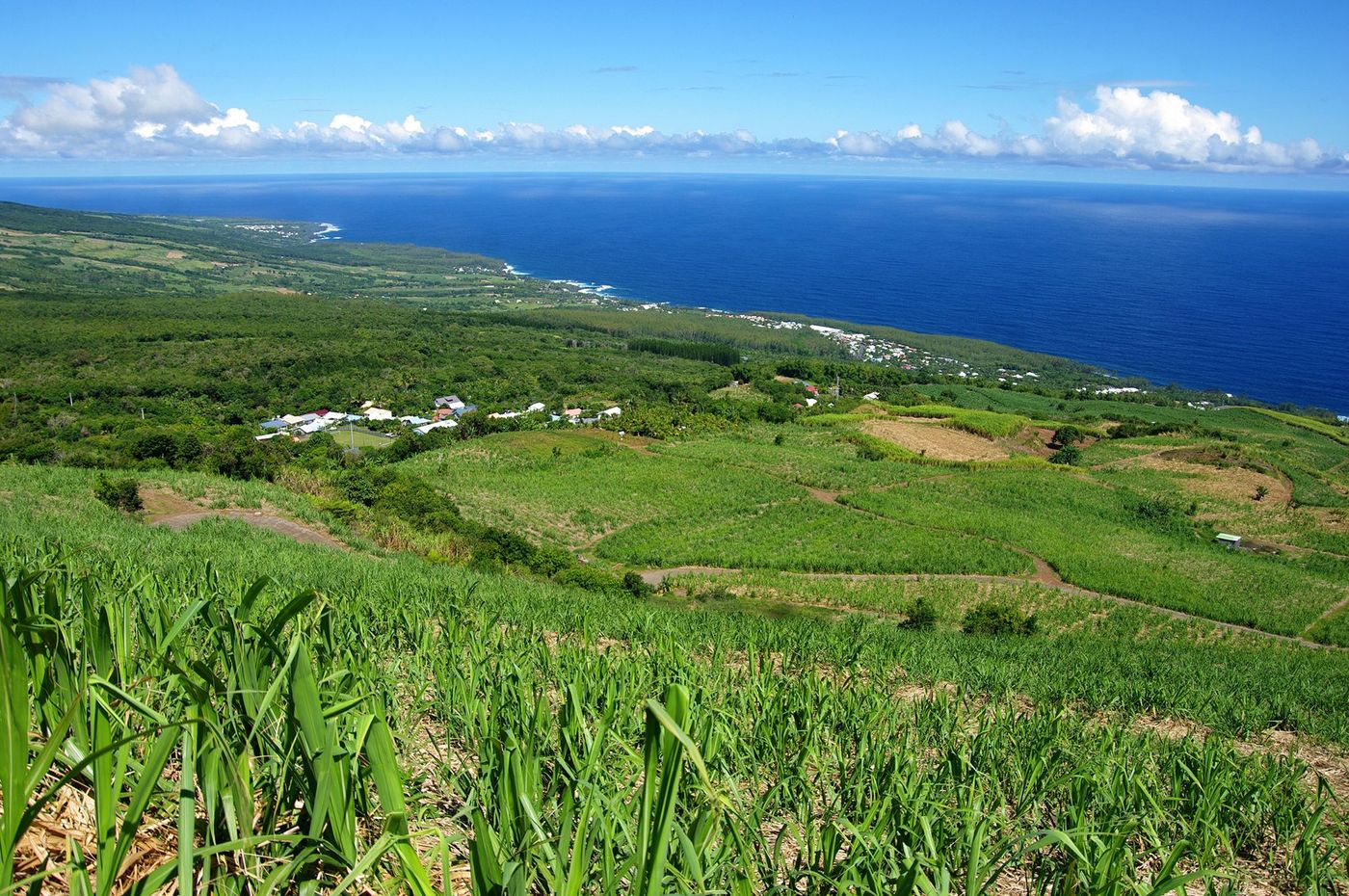 Plantations de canne à sucre