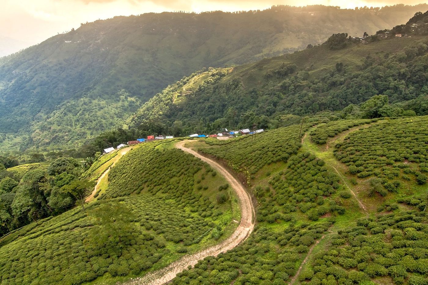 Plantations de thé depuis le Ropeway