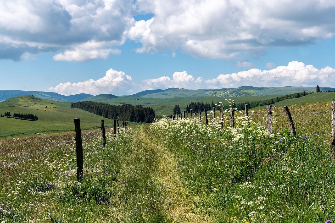 Plateau du Cézallier