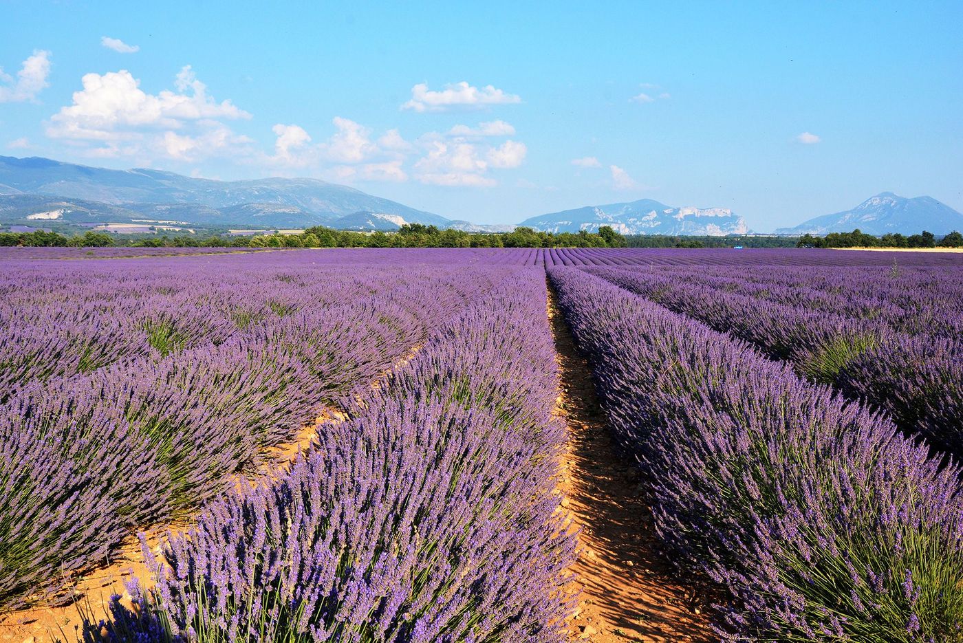 Plateau de Valensole