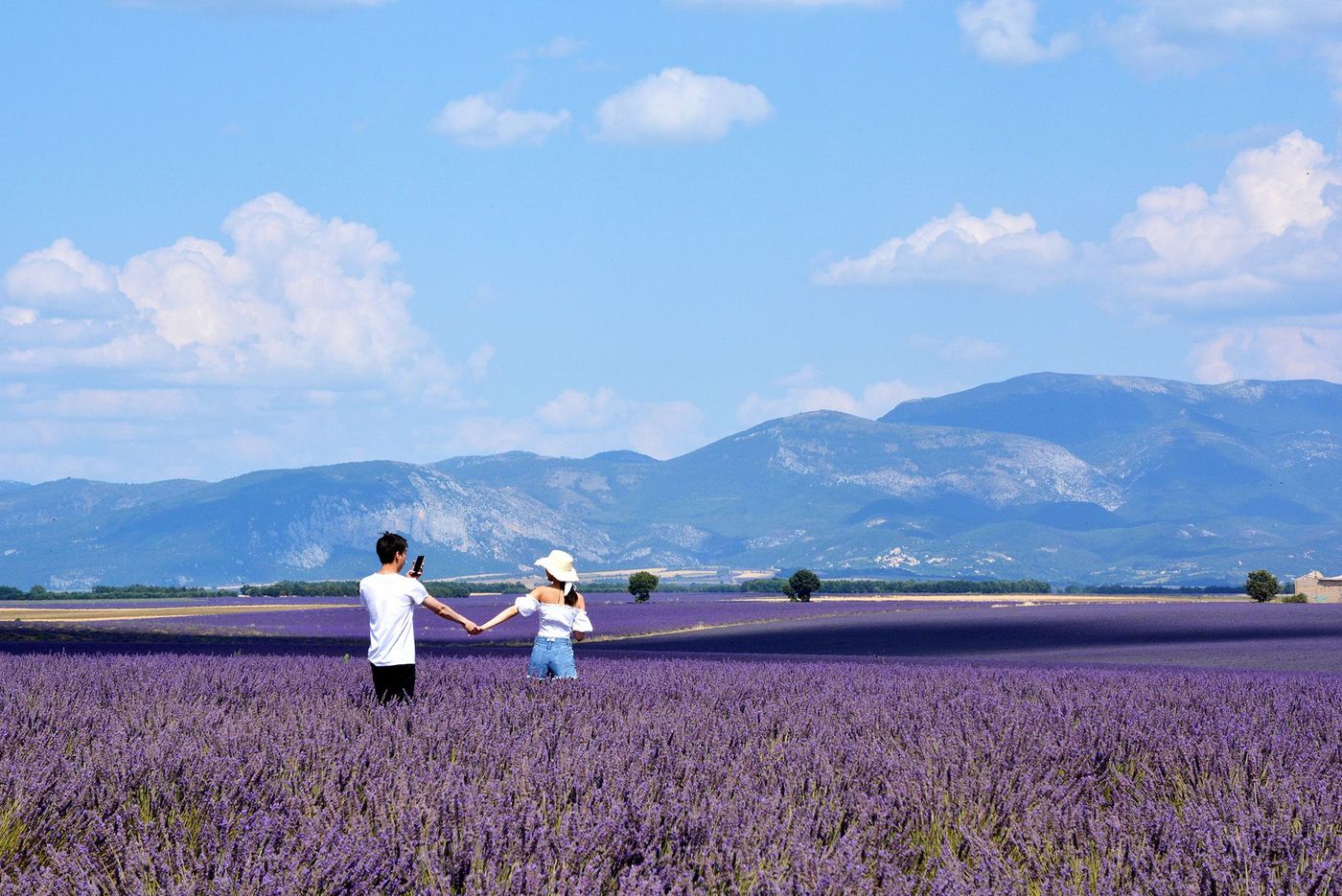 Plateau de Valensole