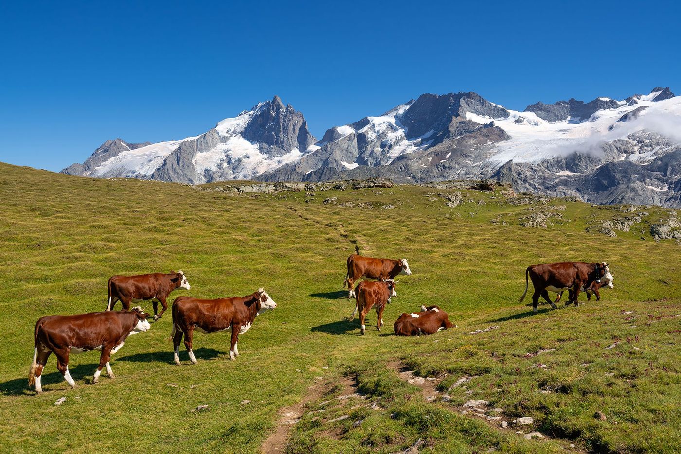 Plateau d'Emparis, avec les glaciers du parc national des Écrins - Alpes